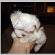 Lexi 7 weeks old 4-2-2014 004.jpg